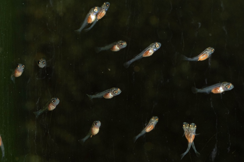 Haplotaxodon microlepis 'Cape Kabogo'